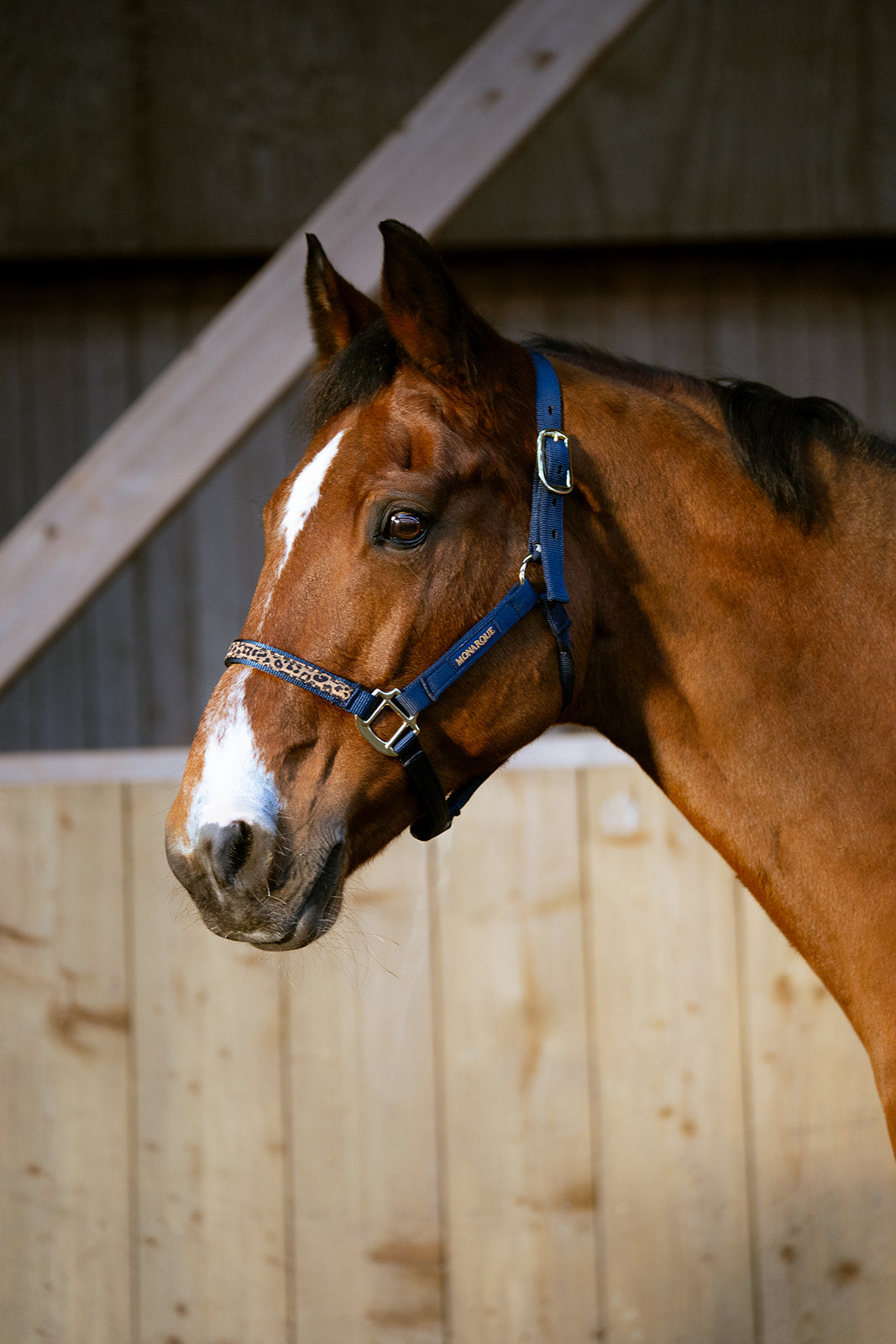 Licol simple boucle Elena - marine