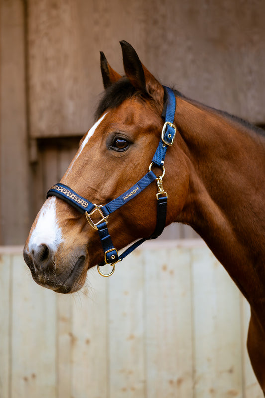 Licol double boucle & longe Elena - marine