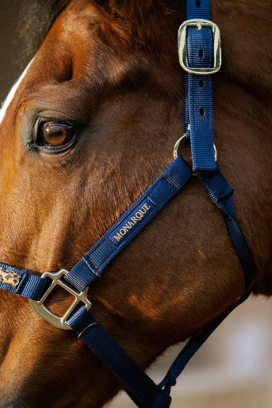 Licol simple boucle Elena - marine