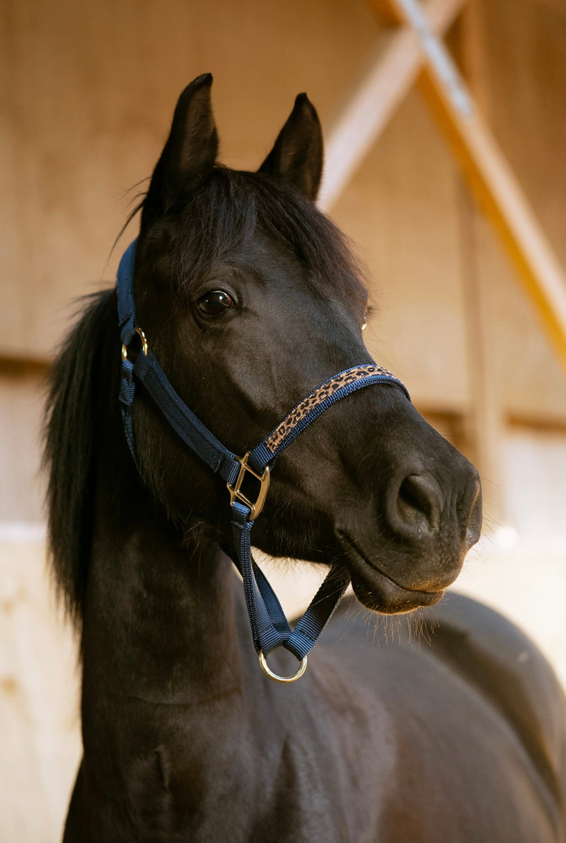 Licol simple boucle Elena - marine